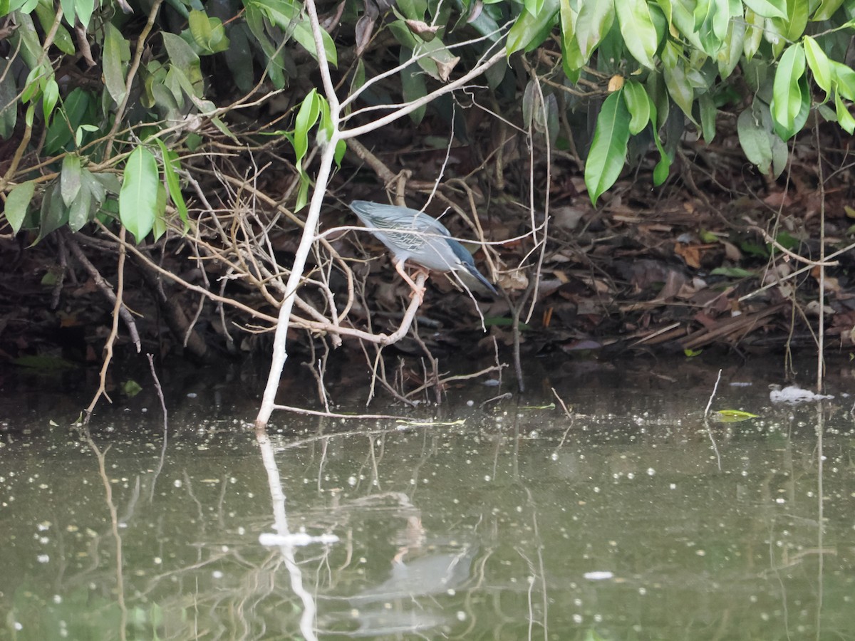 Black-crowned Night Heron - ML644524494