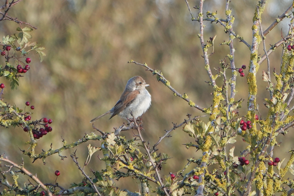 Red-backed Shrike - ML644524495