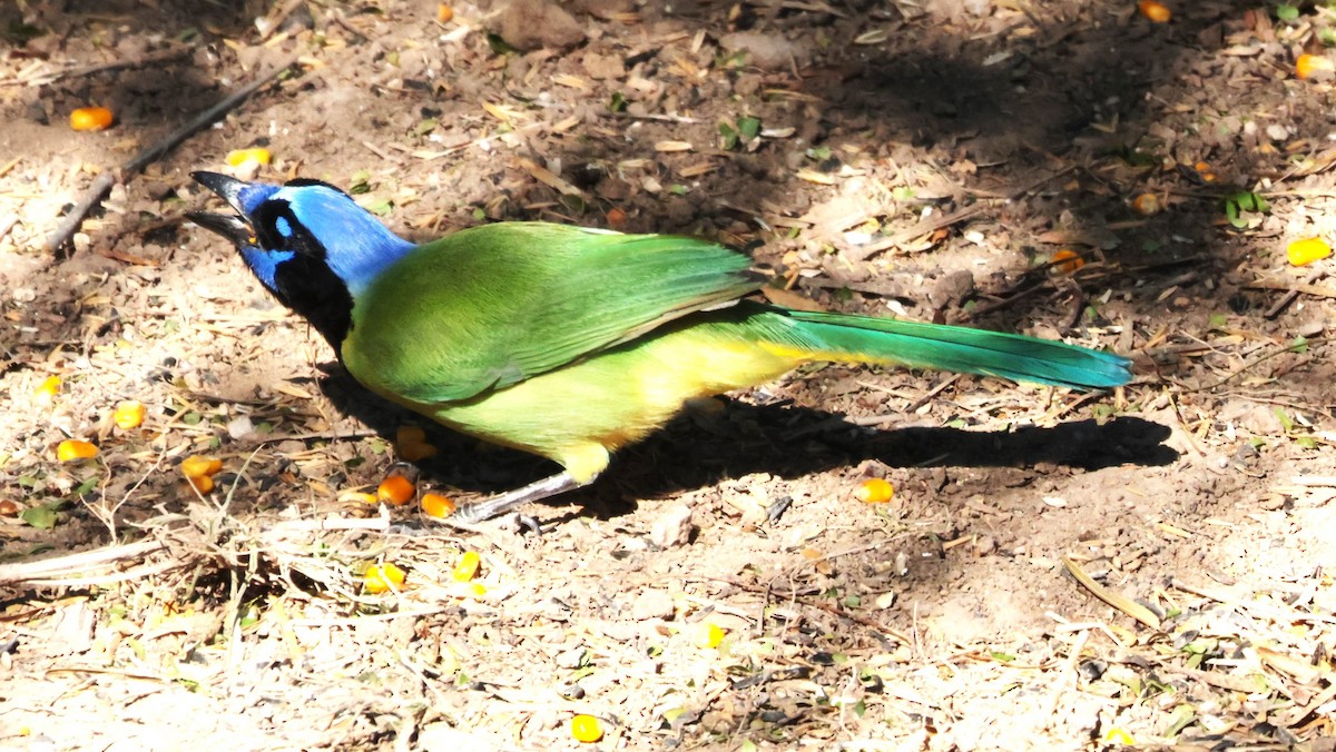 Geai vert - ML644524496