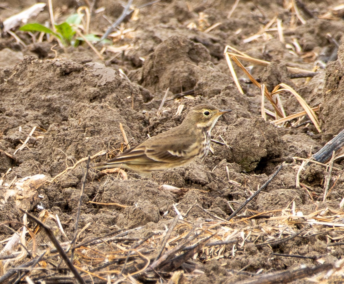 Pipit d'Amérique - ML644524500