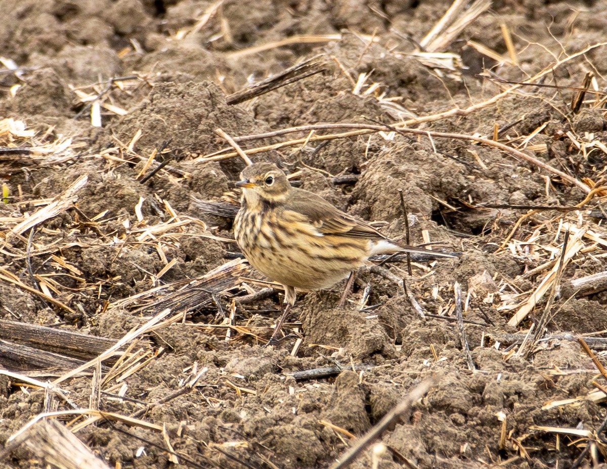 Pipit d'Amérique - ML644524501