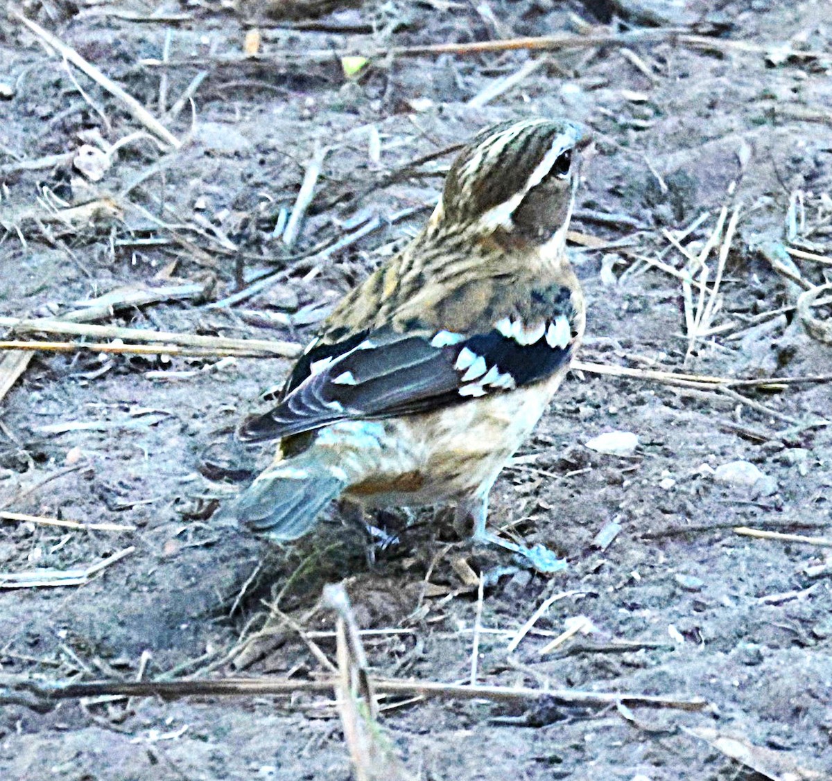 Cardinal à poitrine rose - ML644524506