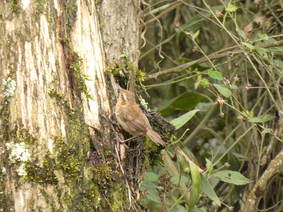 Mountain Wren - ML644524510