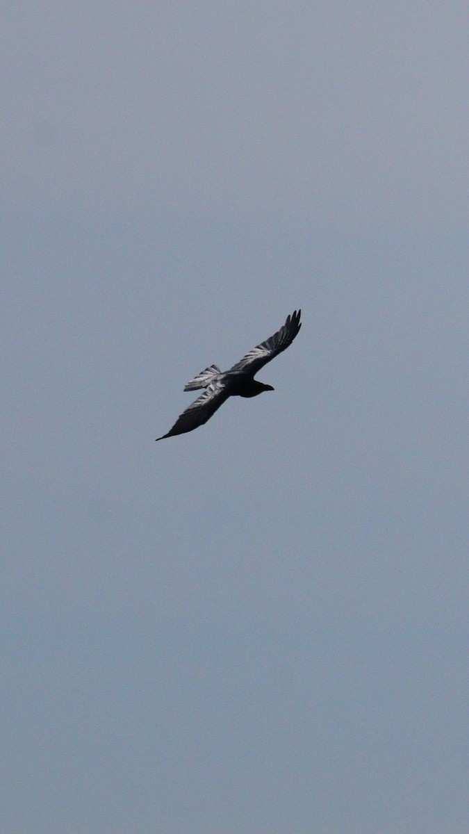 Common Raven - ML644524520