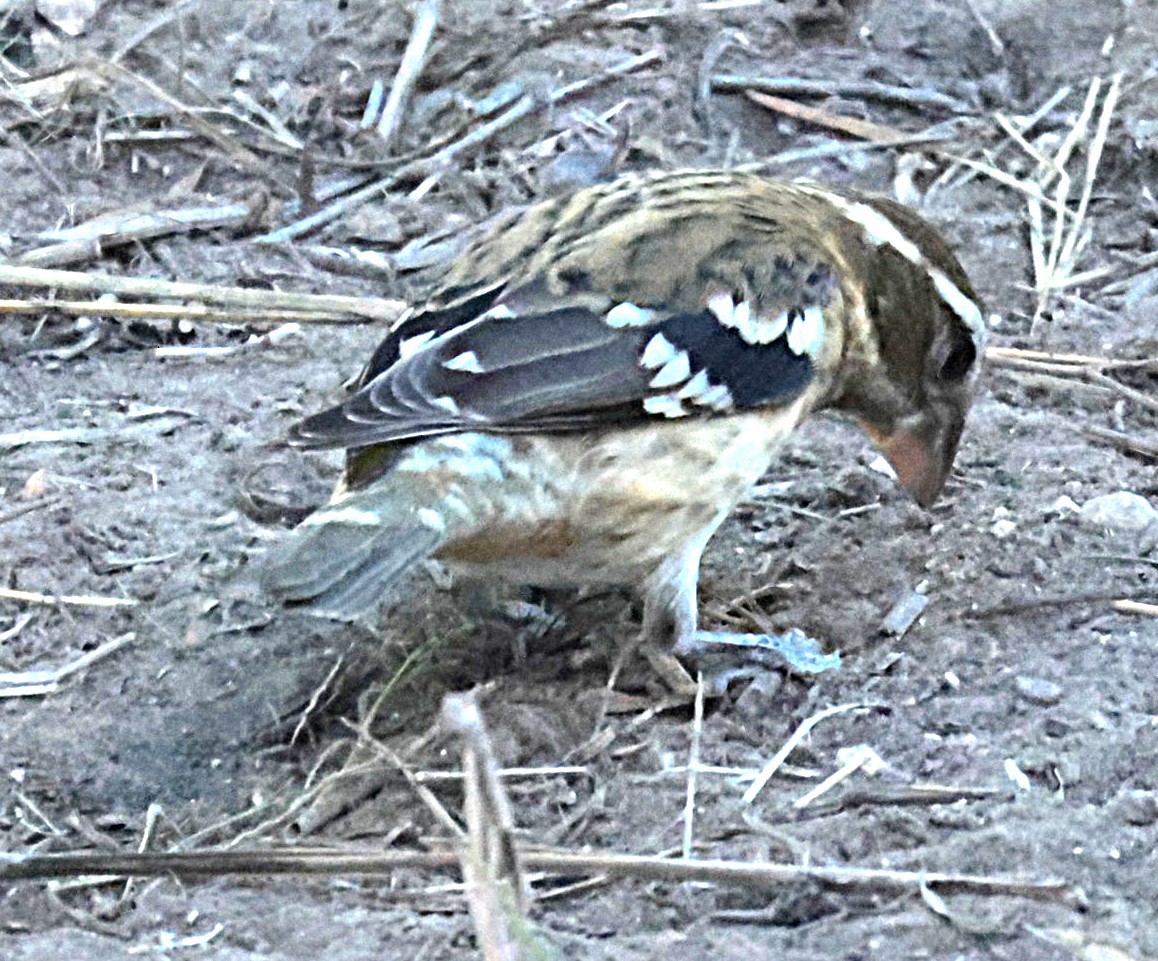 Cardinal à poitrine rose - ML644524526