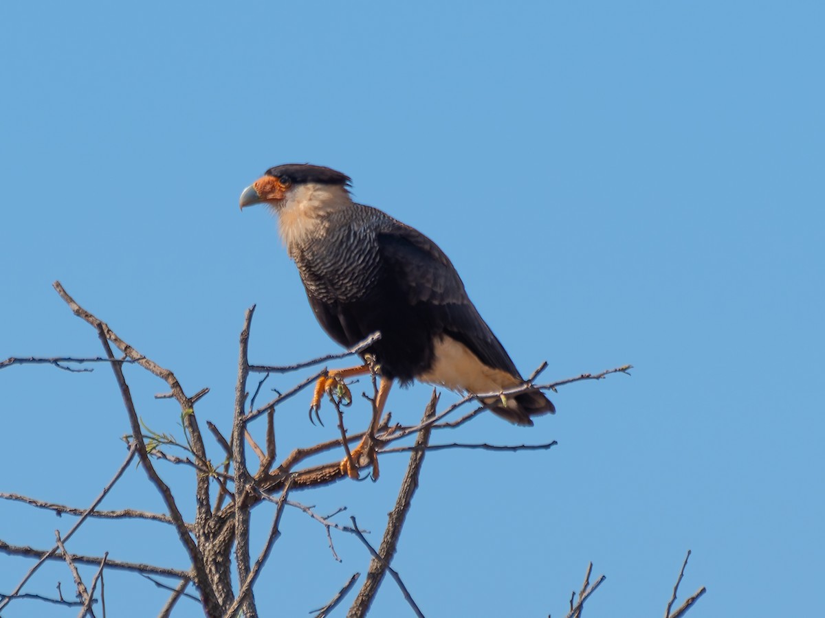 ミナミカラカラ（plancus） - ML644524539