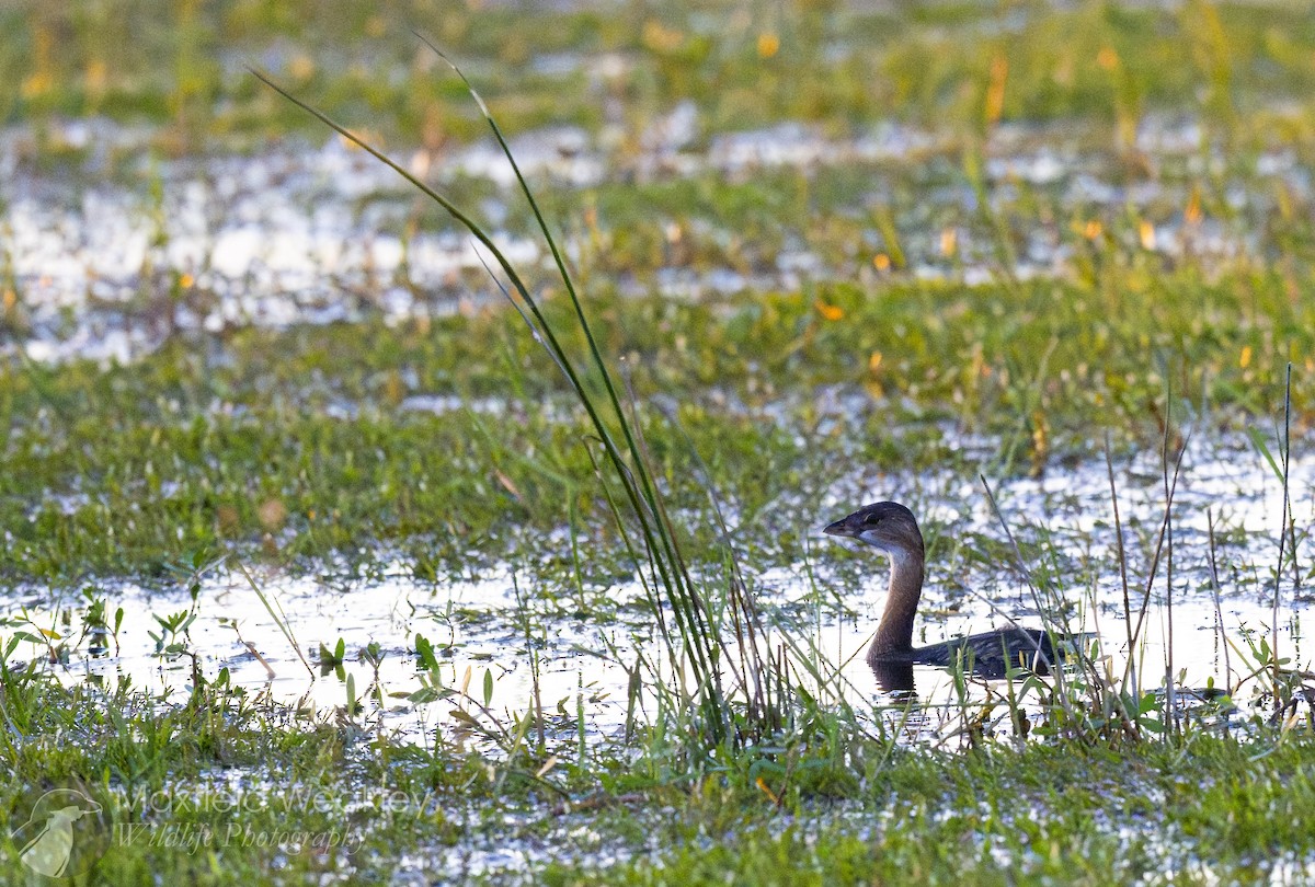 Pied-billed Grebe - ML644524541