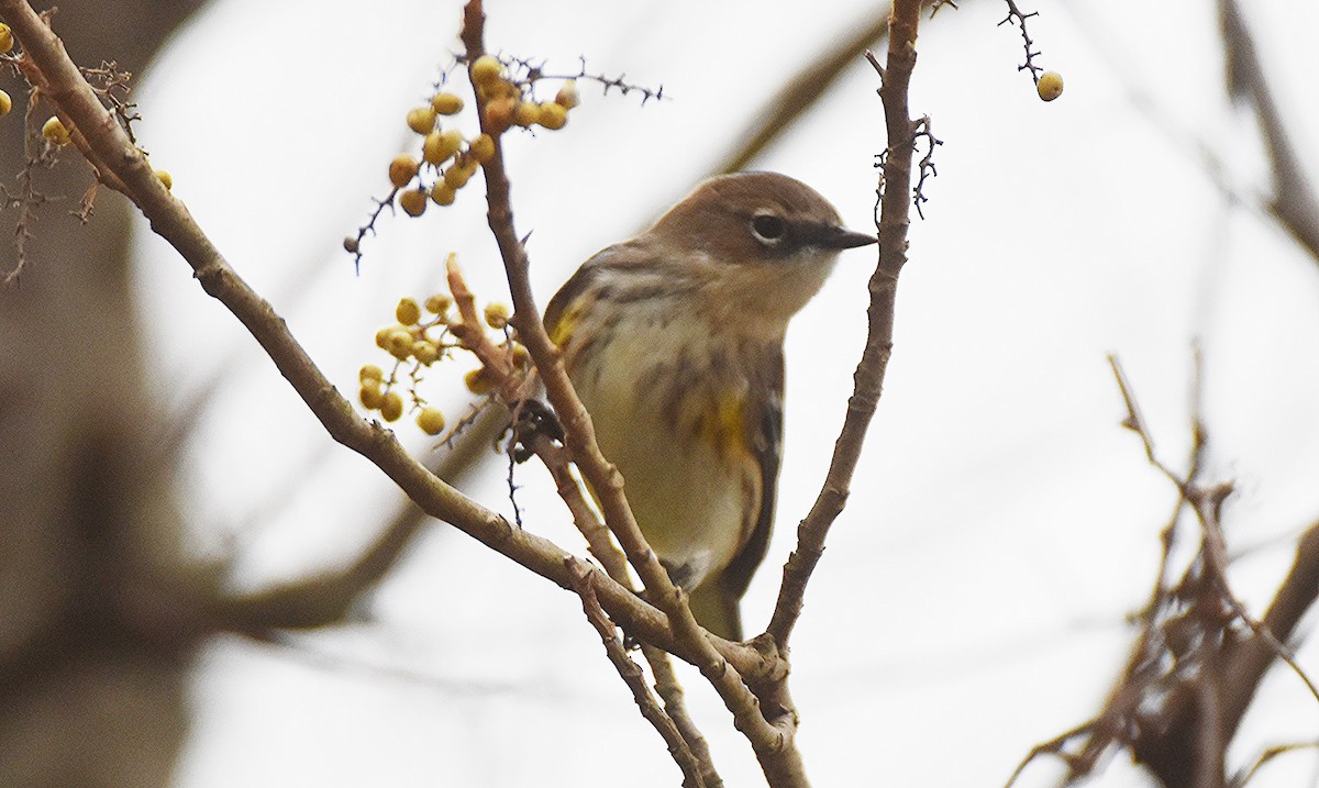 Paruline à croupion jaune - ML644524543
