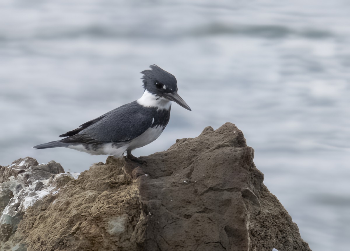 Belted Kingfisher - ML644524547