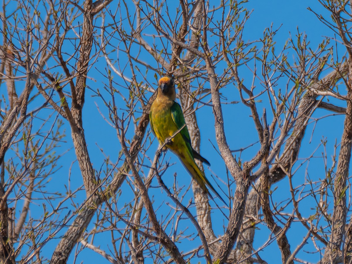 Peach-fronted Parakeet - ML644524551