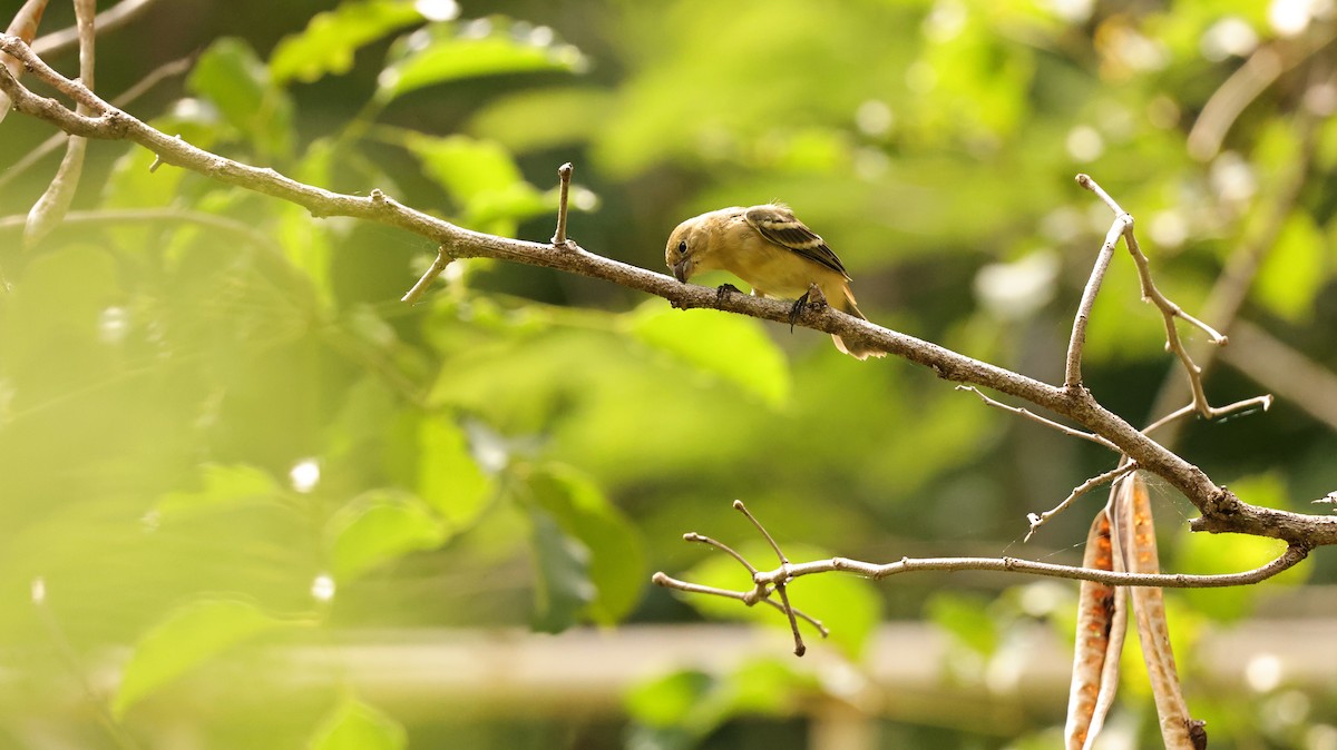 Morelet Tohumculu - ML644524563