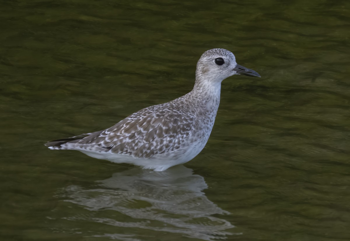 Black-bellied Plover - ML644524570