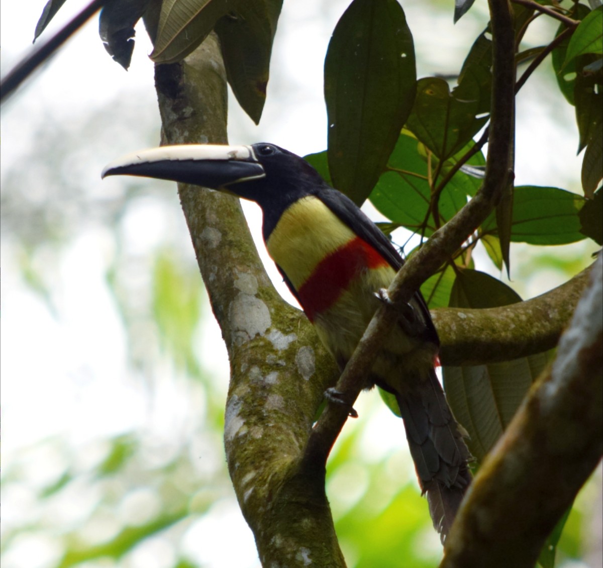 arassari černokrký - ML644524572