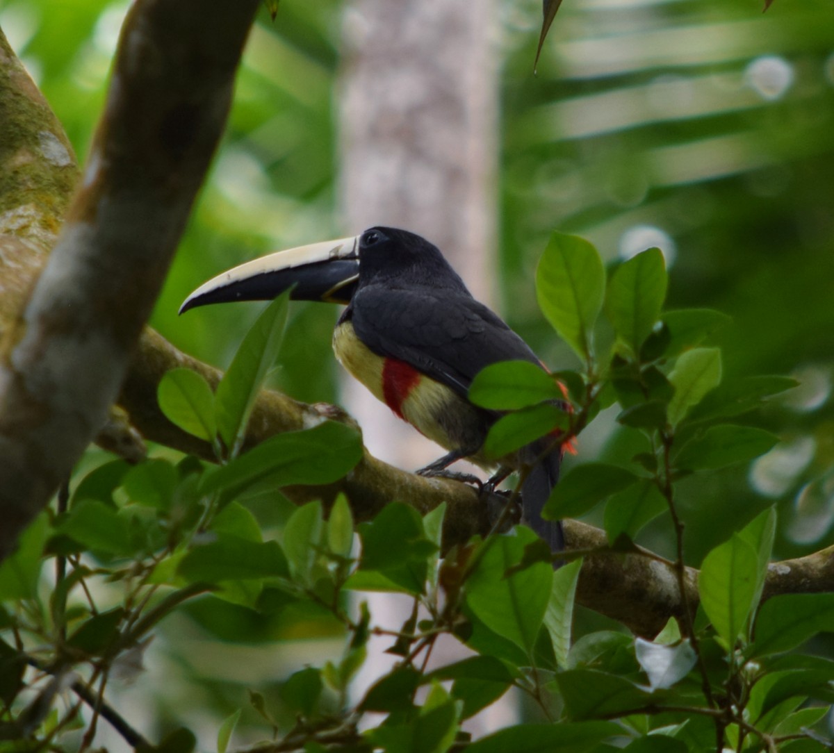 arassari černokrký - ML644524573