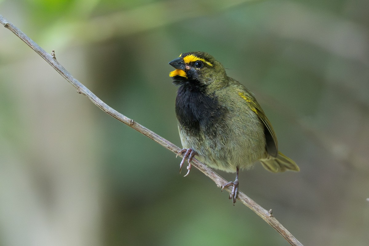 Goldbrauen-Gimpeltangare - ML644524584