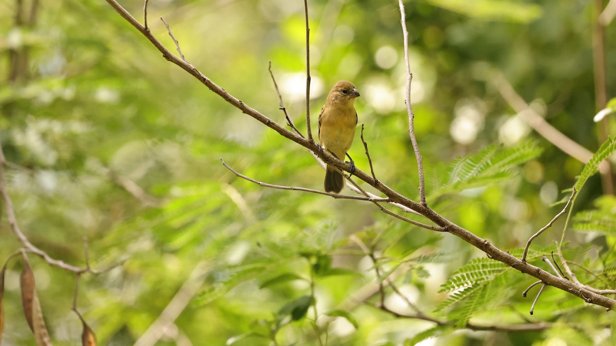 Morelet Tohumculu - ML644524586