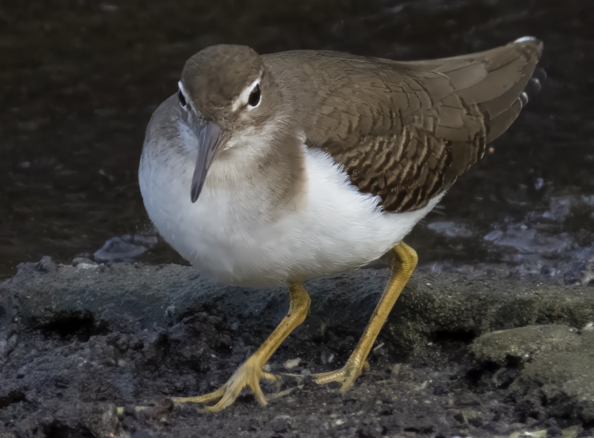 Spotted Sandpiper - ML644524587