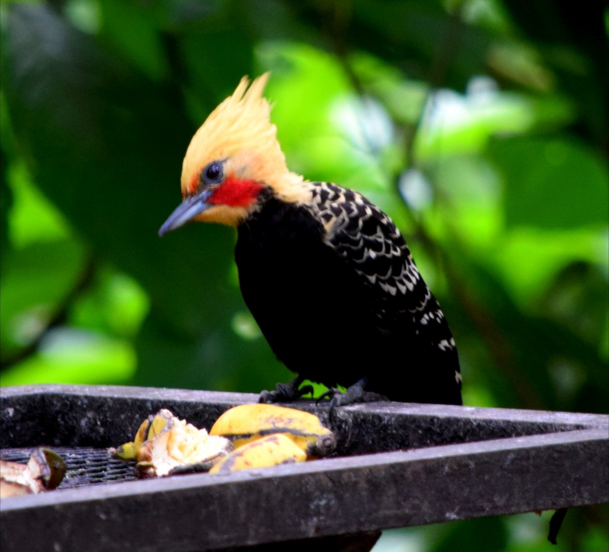 Pic à tête blonde - ML644524588