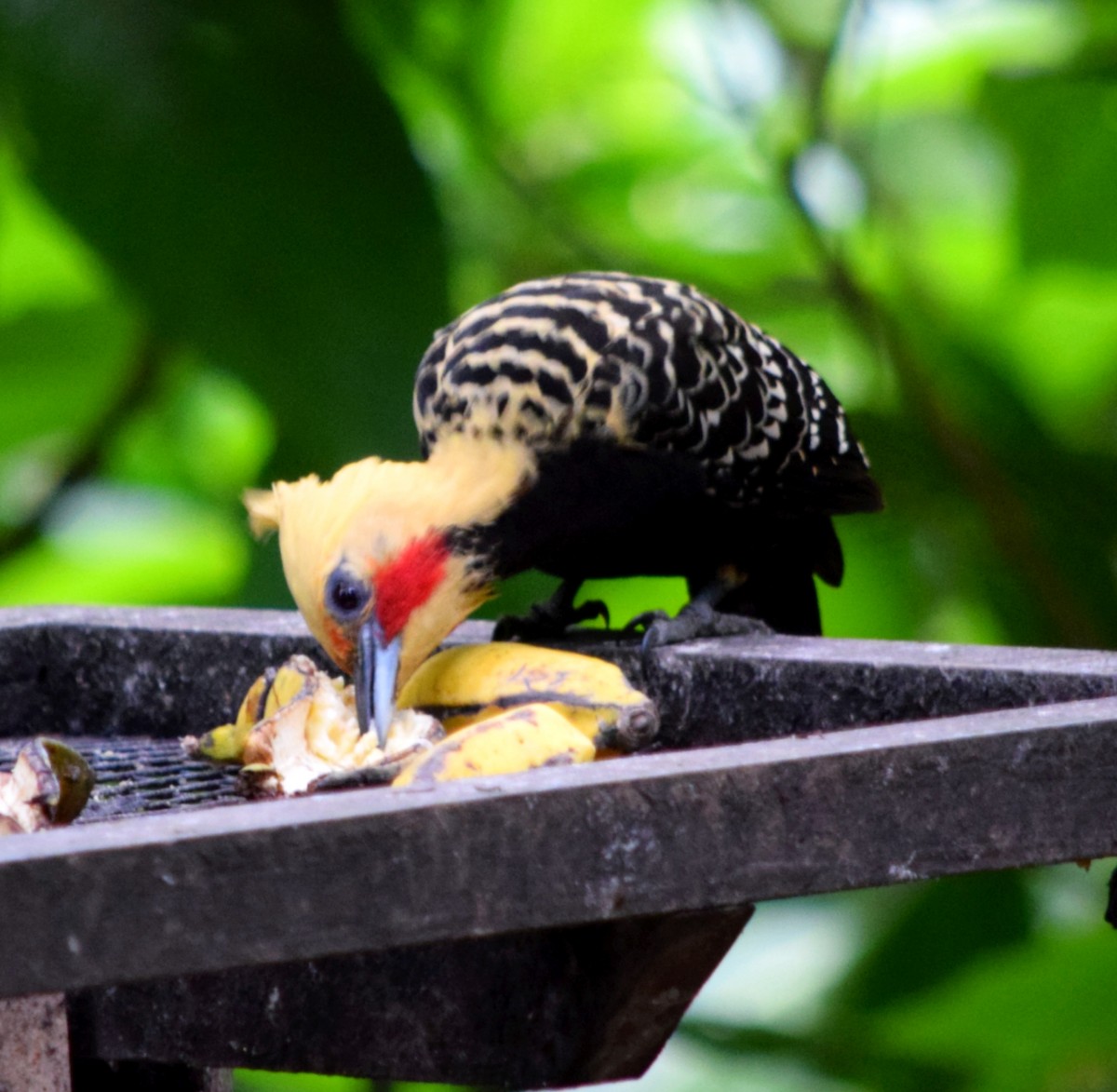 Pic à tête blonde - ML644524589