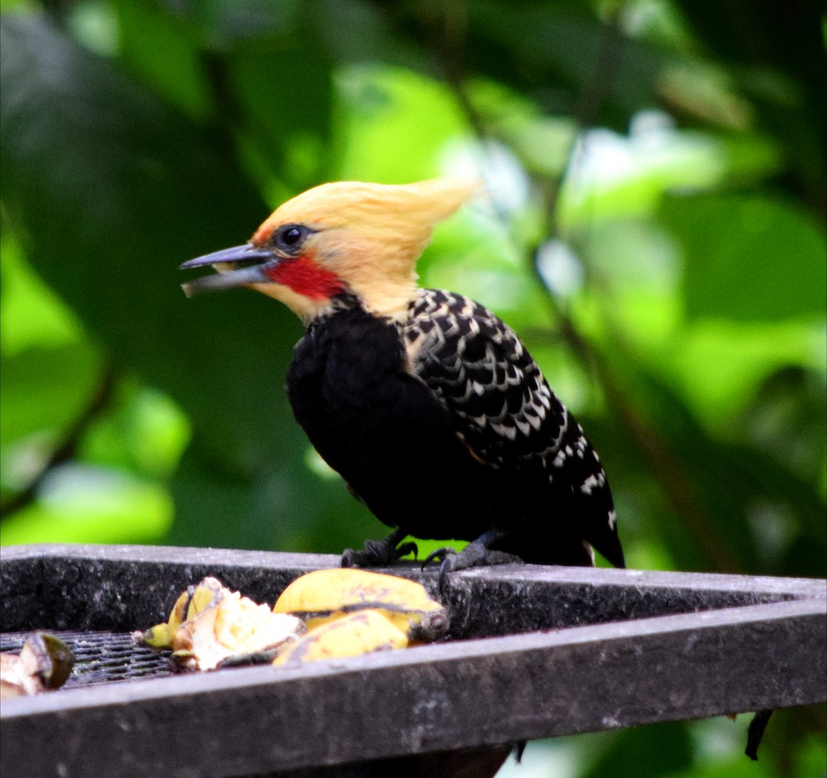 Pic à tête blonde - ML644524590