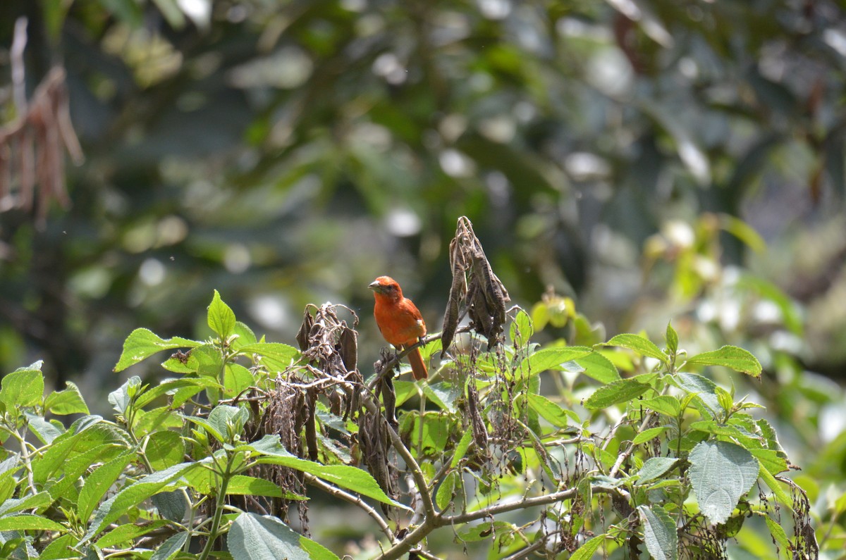 Hepatic Tanager - ML644524592