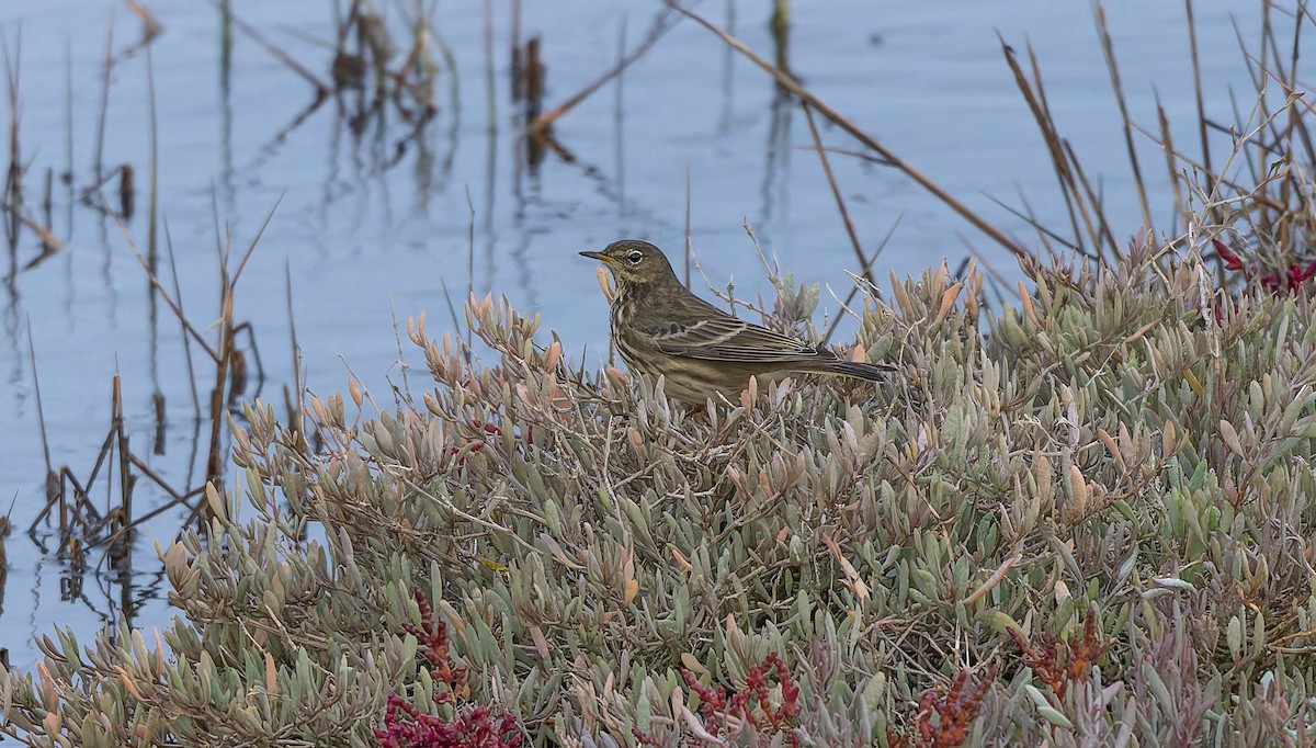 Bisbita Costero - ML644524600