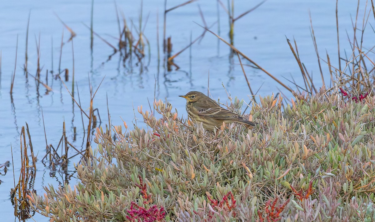 Bisbita Costero - ML644524601