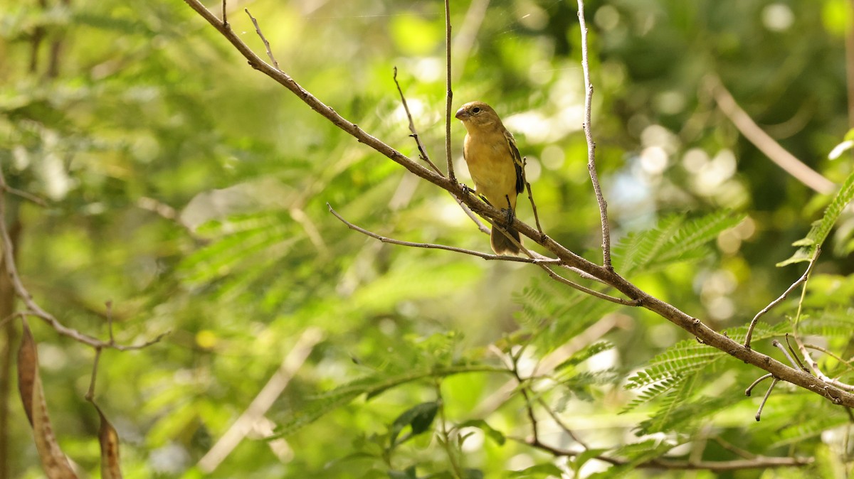 Morelet Tohumculu - ML644524602