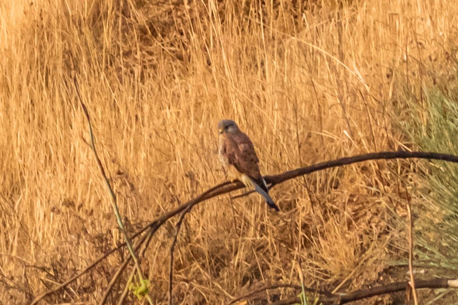 Пустельга - ML644524605