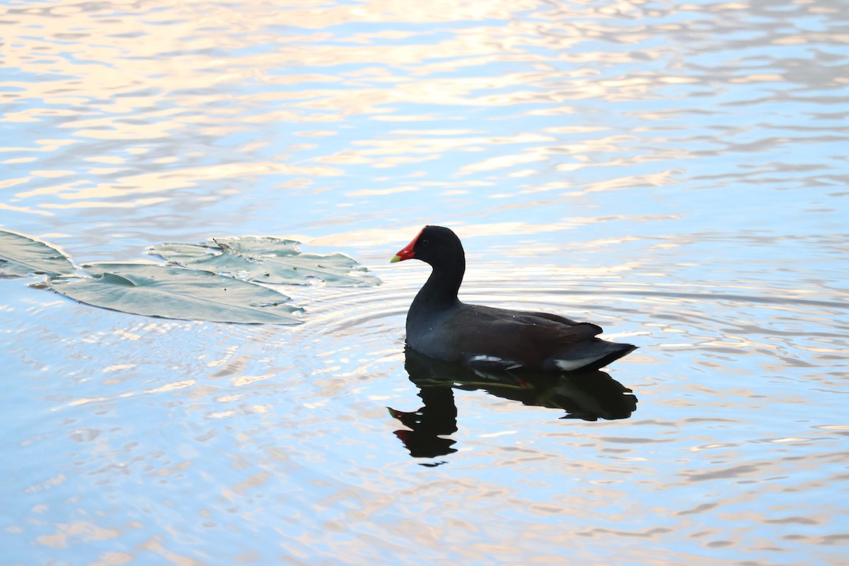 amerikasivhøne - ML644524606