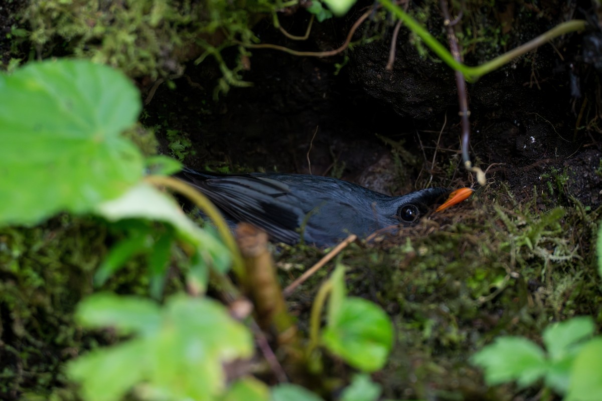 Black-faced Solitaire - ML644524608