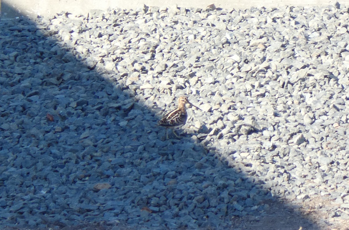 Wilson's Snipe - ML644524611