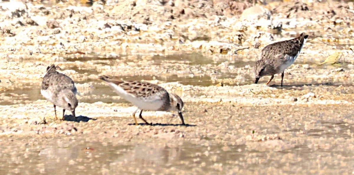 Bécasseau minuscule - ML644524622