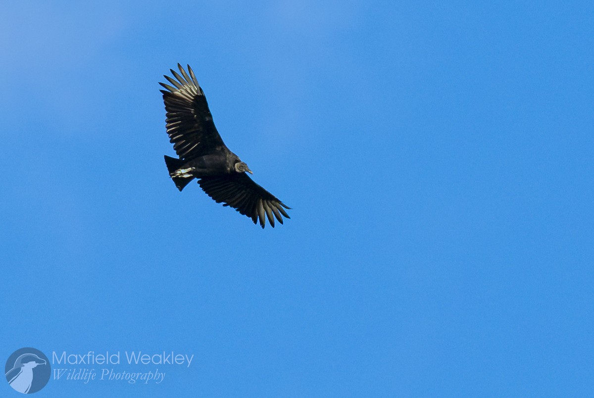 kondor havranovitý - ML644524628