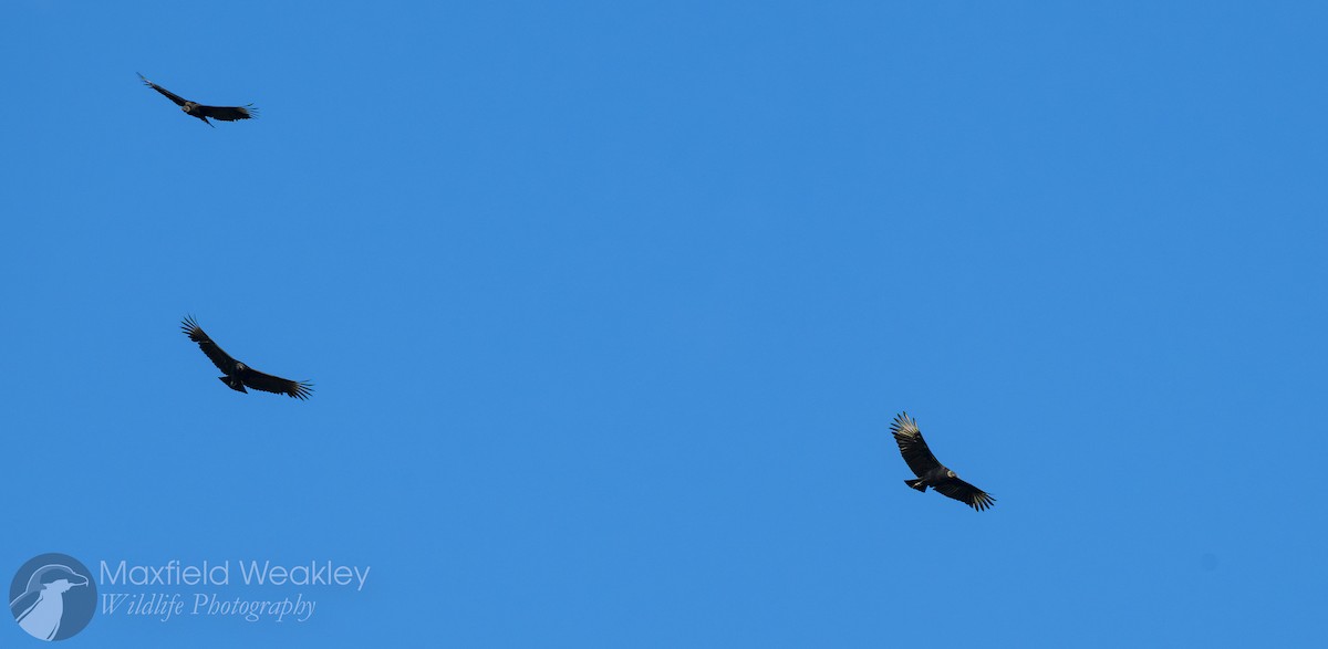 kondor havranovitý - ML644524629