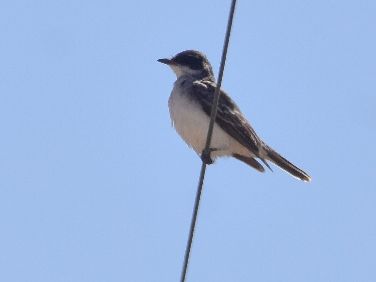 Eastern Kingbird - ML644524635