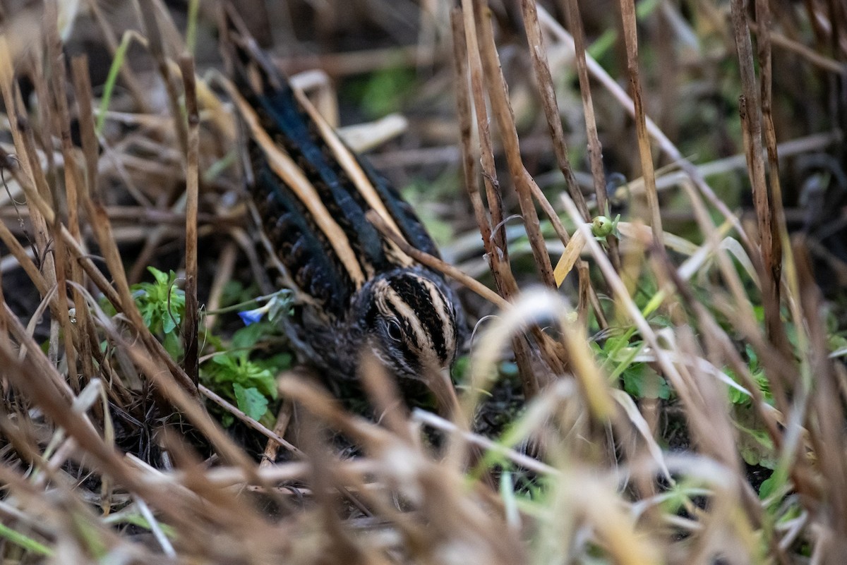 Jack Snipe - ML644524636