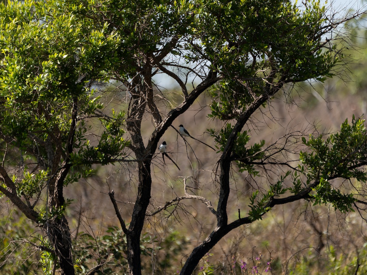 Fork-tailed Flycatcher - ML644524637