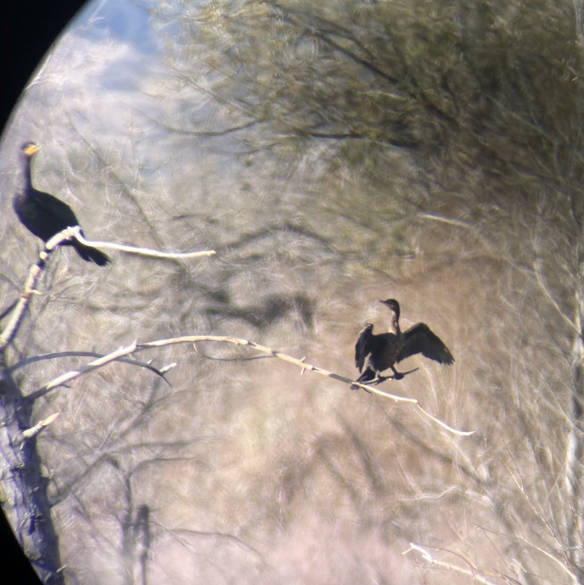 Neotropic Cormorant - ML644524638
