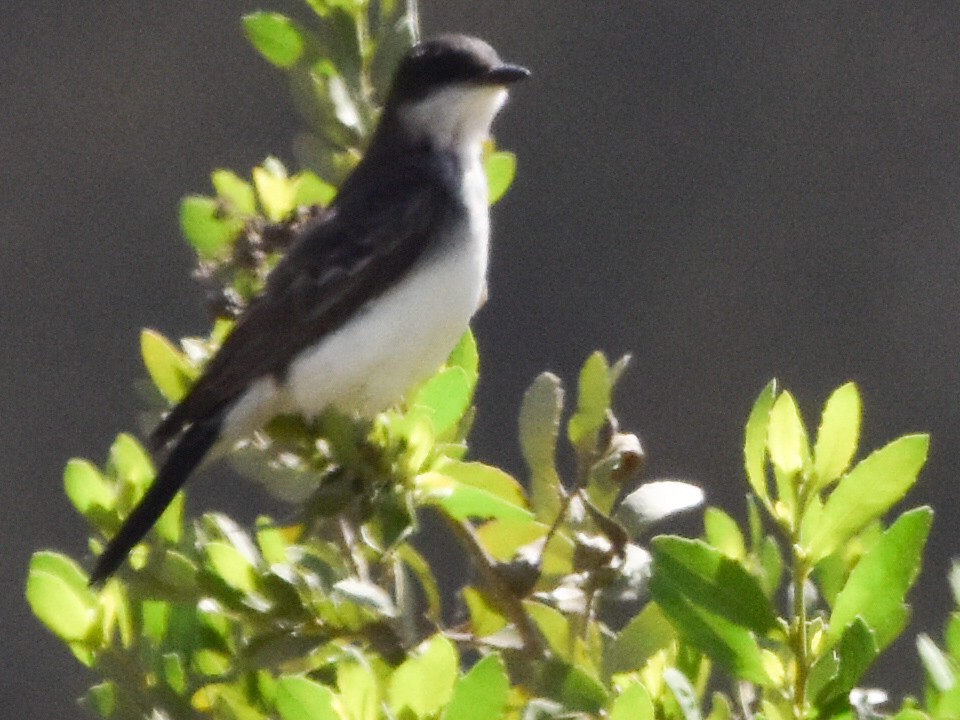 Eastern Kingbird - ML644524639