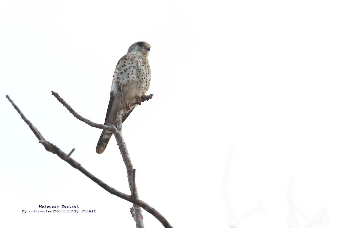 Malagasy Kestrel - ML644524641