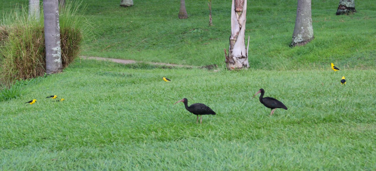 Bare-faced Ibis - ML644524645