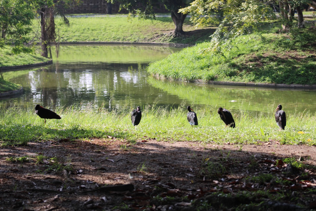 Bare-faced Ibis - ML644524646