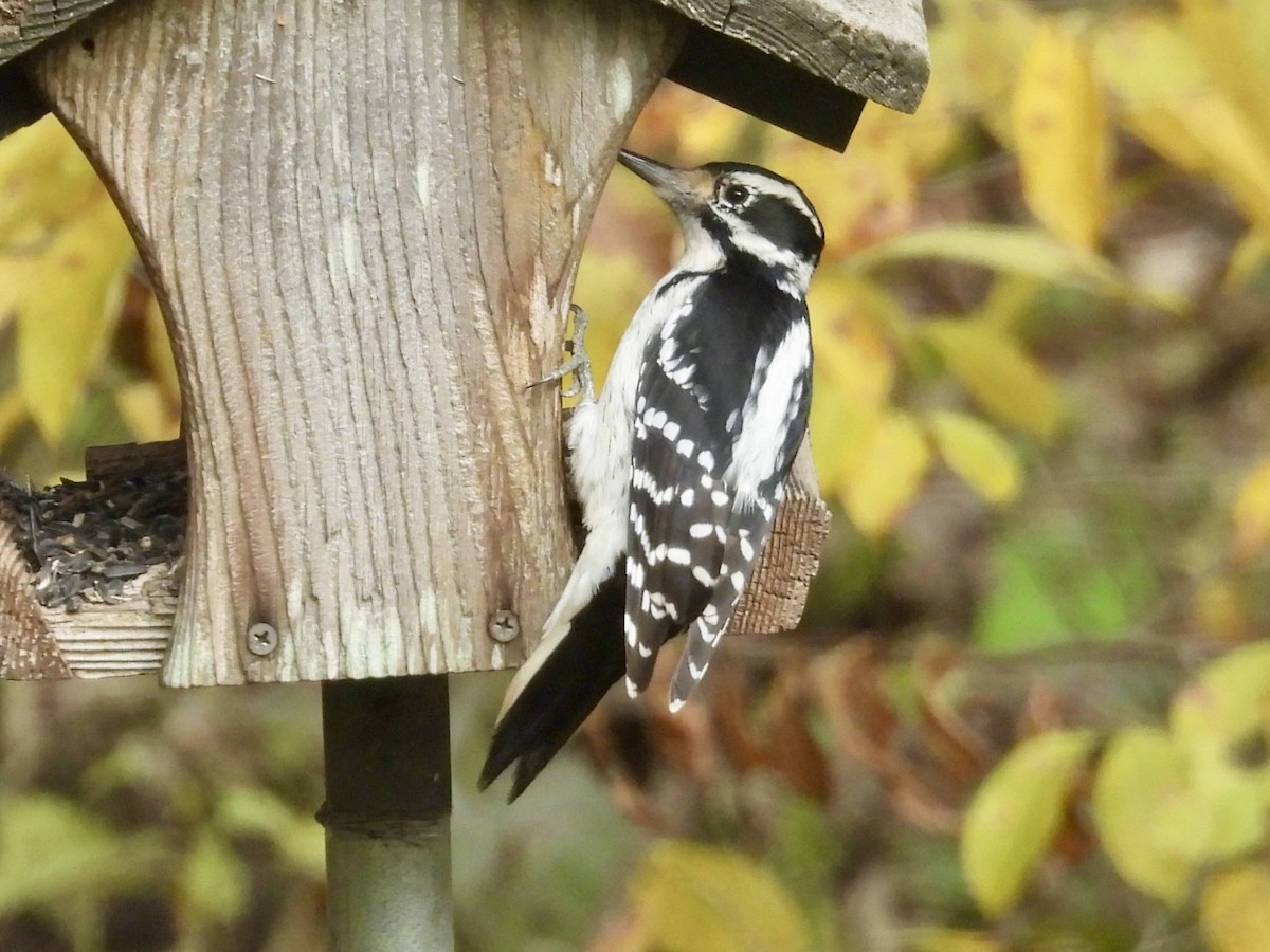 Pic chevelu - ML644524647