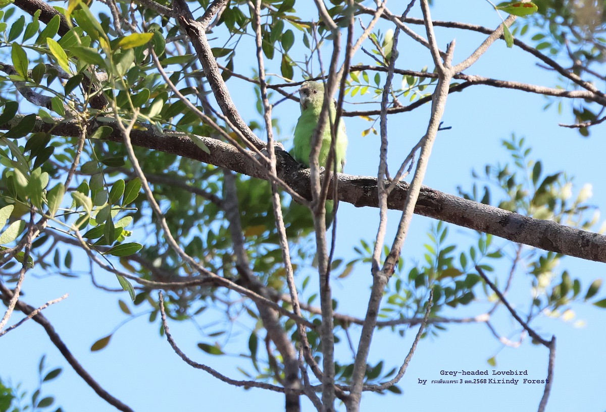 Grauköpfchen - ML644524648