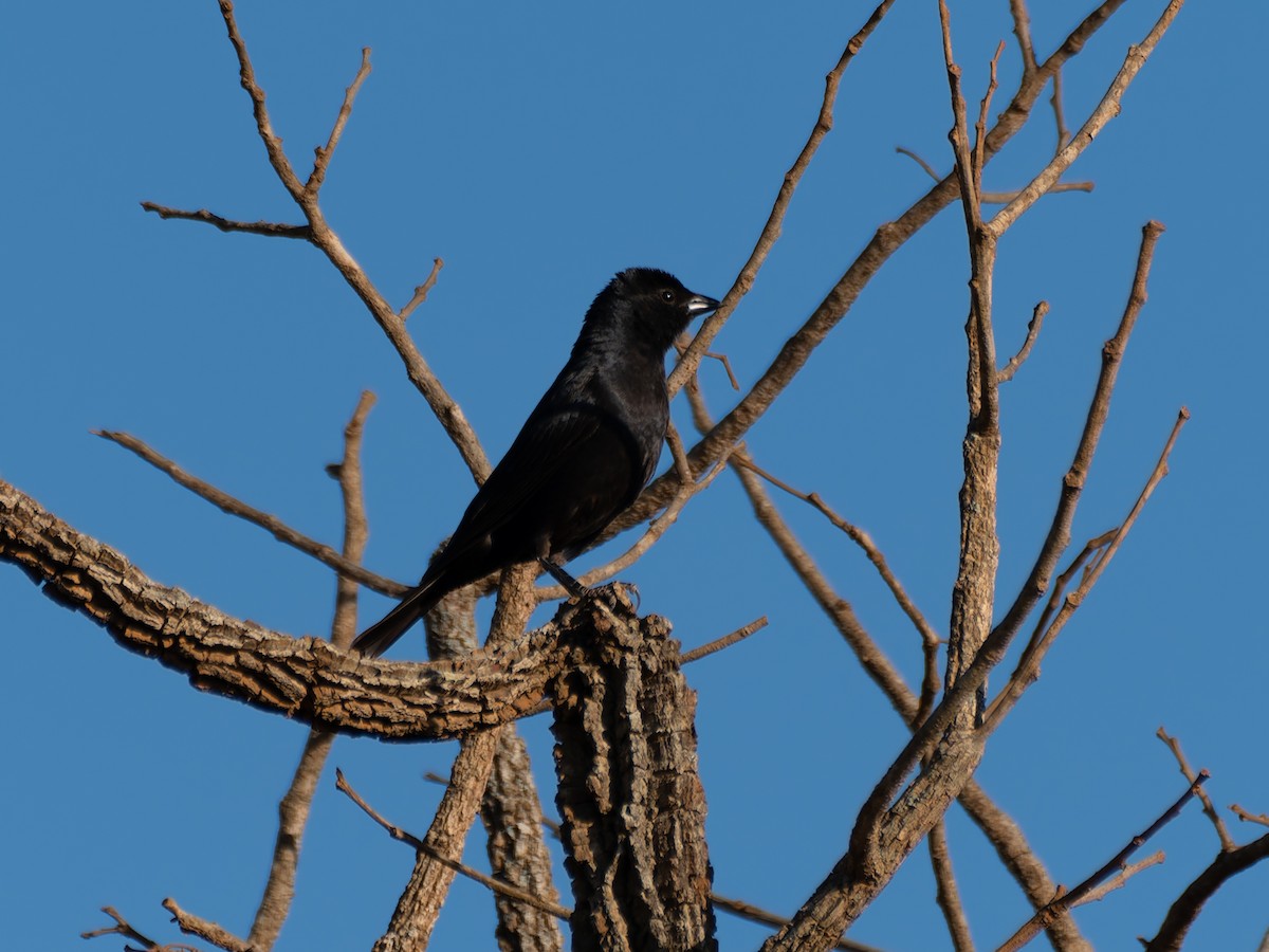 Screaming Cowbird - ML644524649