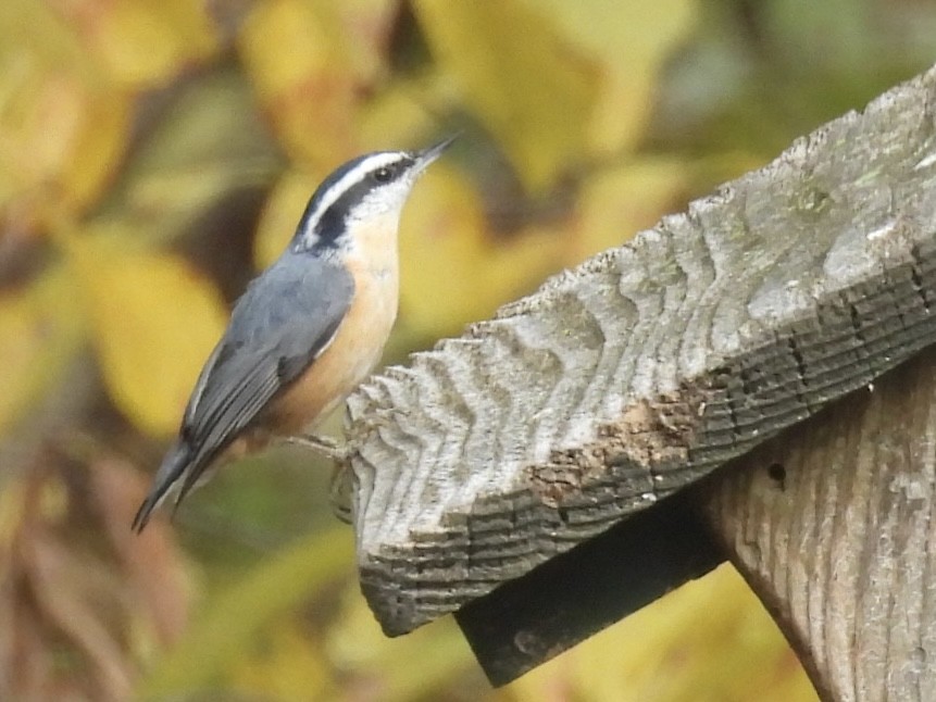 Sittelle à poitrine rousse - ML644524651