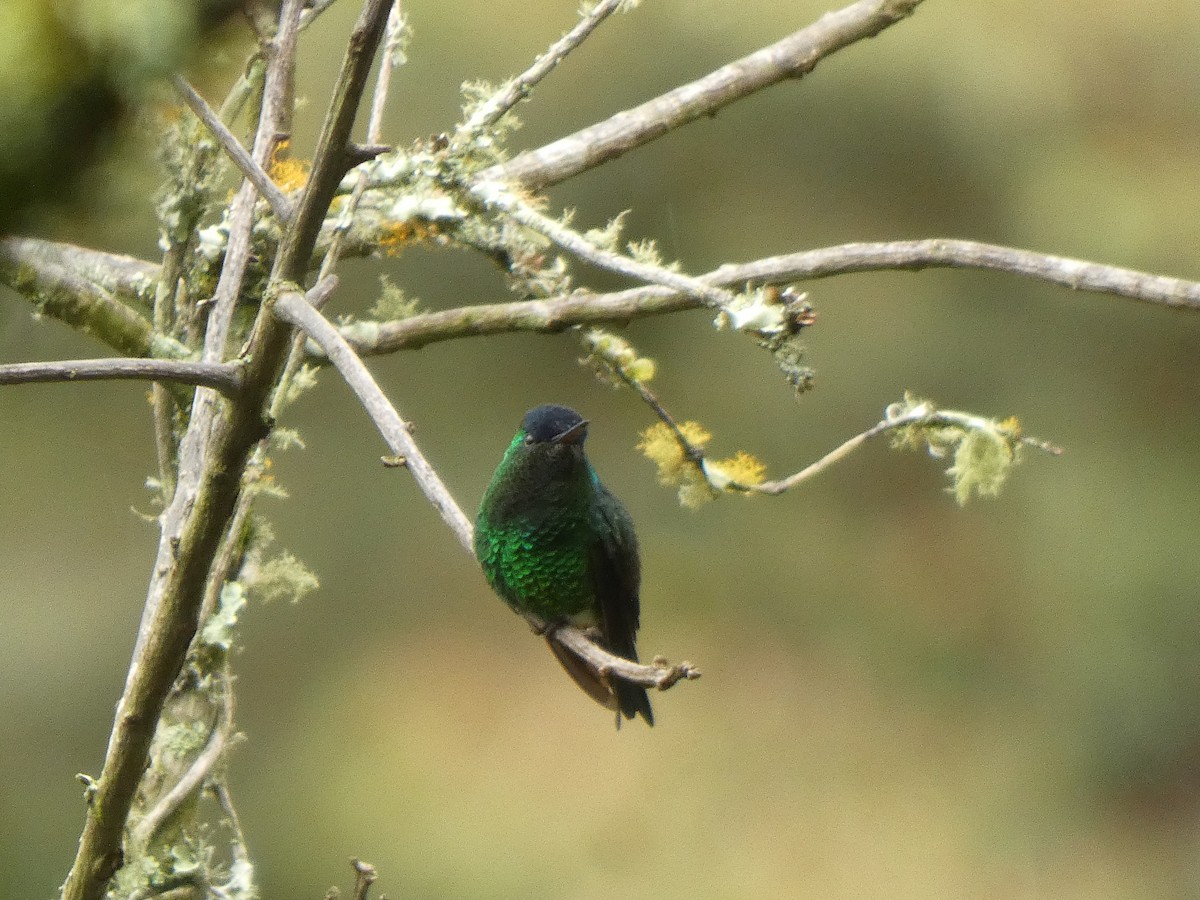 Амазилія-берил сапфіроволоба - ML644524654
