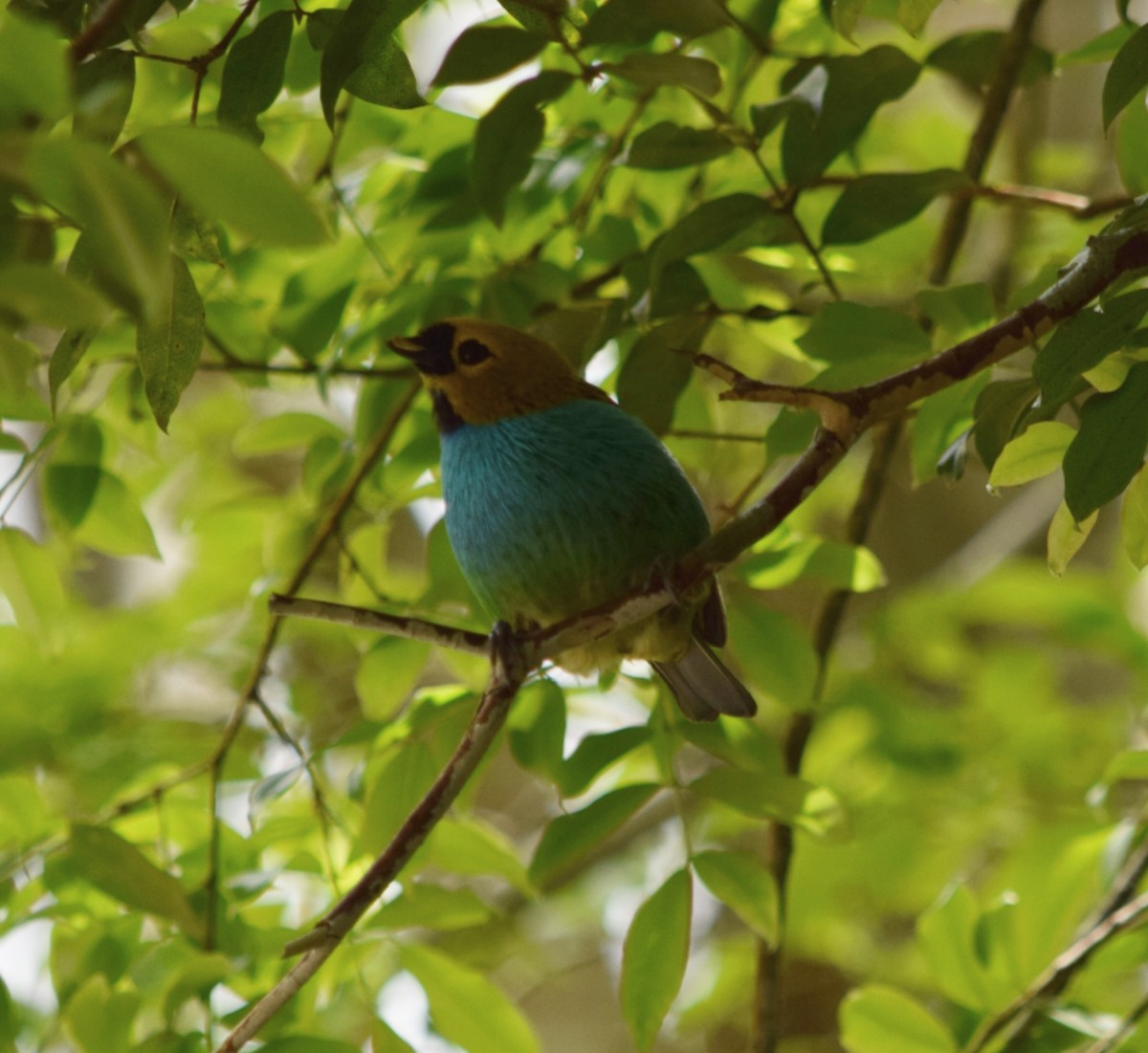 Calliste à ventre bleu - ML644524672