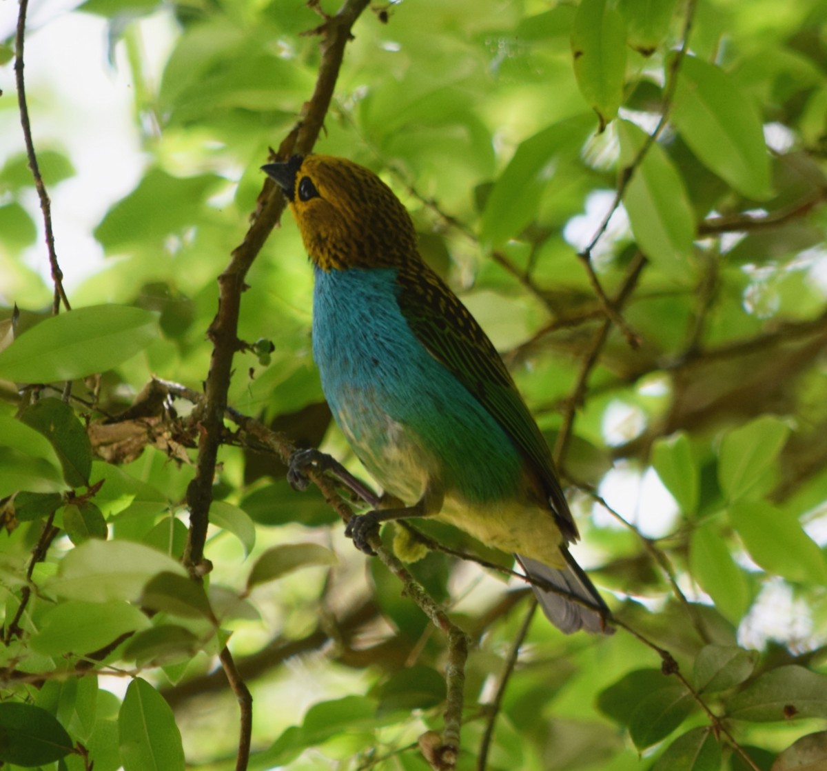 Calliste à ventre bleu - ML644524673
